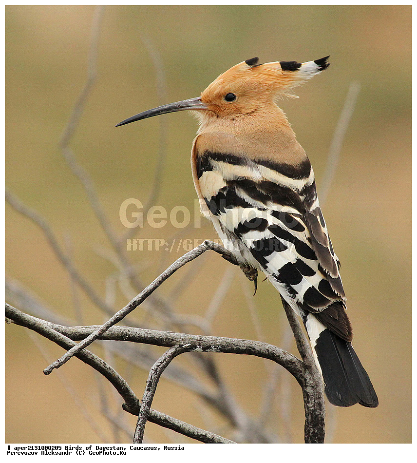 ����� ���������, �����, ��������, ������, �����, �����, XYZ, �����, Upupidae, ����, Upupa epops, ��������, ��������, ��������, �����������