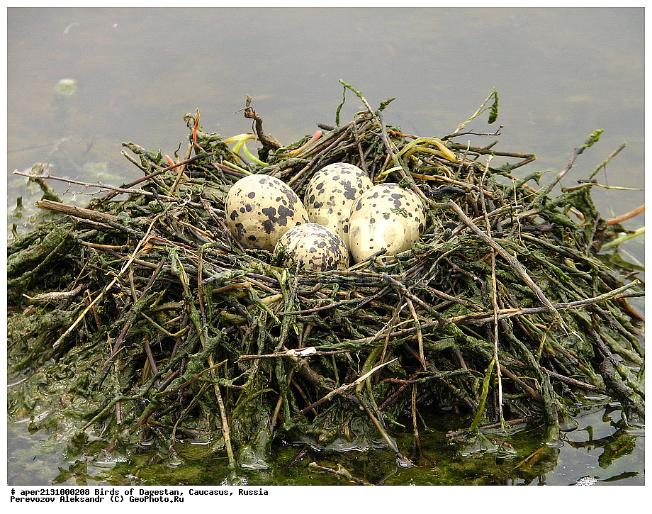 ����� ���������, �����, ��������, ������, ��������, ��������, �����, �����, ��������, �����������, �����, ������, XYZ, �������������, Recurvirostridae, ����������, Himantopus himantopus