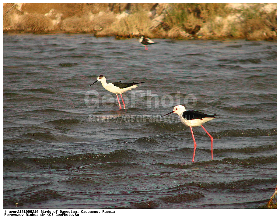 ����� ���������, �����, ��������, ������, ��������, ��������, �����, �����, ��������, �����������, �����, ������, XYZ, �������������, Recurvirostridae, ����������, Himantopus himantopus