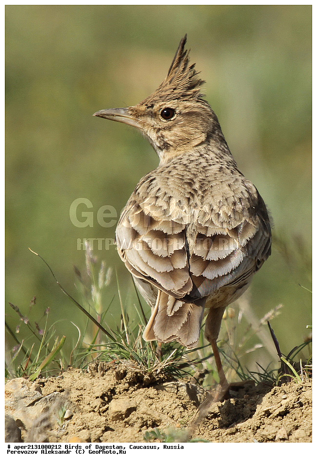 ����� ���������, �����, ��������, ������, ����� ���������, �����, ��������, ������, ��������, ��������, ��������, �����������, �����, �����, XYZ, ������������, Alaudidae, �������� ���������, Galerida cristata