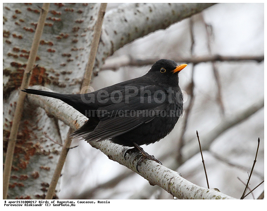 ����� ���������, �����, ��������, ������, �����, �����, XYZ, ���������, Turdidae, ׸���� �����, Turdus merula