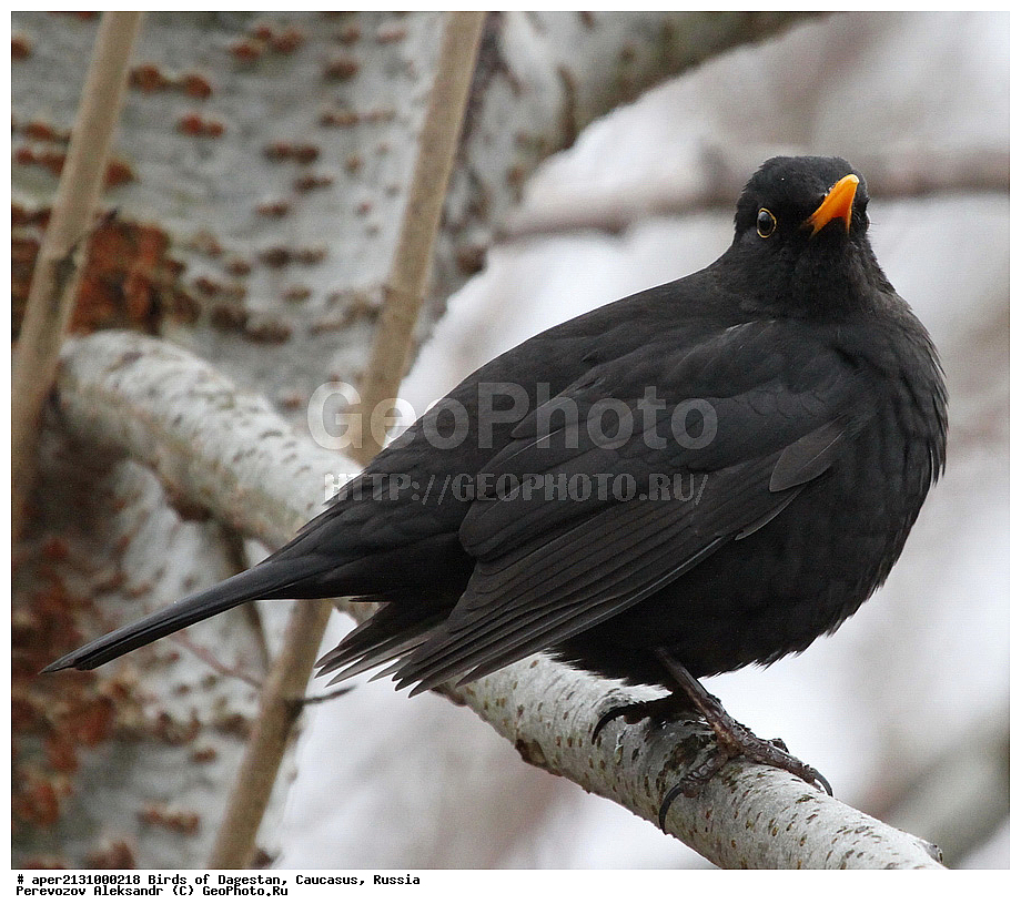 ����� ���������, �����, ��������, ������, �����, �����, XYZ, ���������, Turdidae, ׸���� �����, Turdus merula