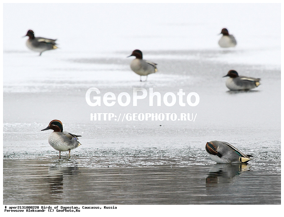 ����� ���������, �����, ��������, ������, ��������, ��������, �����, �����, ��������, �����������, �����������������, ������������� �����, ������������� �����, XYZ, ������, Anatidae, �����-���������, Anas crecca