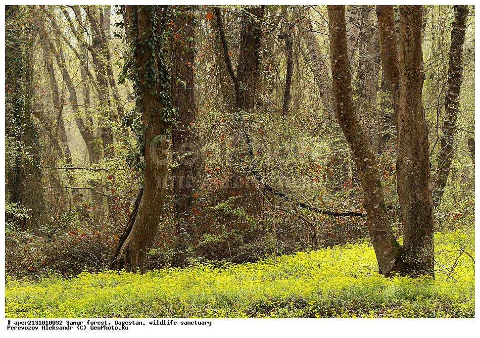  ��������, ������,  ��������, �����, ���, ��������� ���, ��������, ����, 