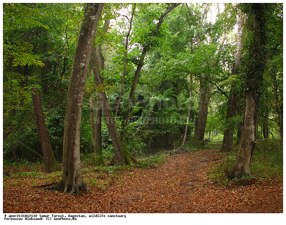  ��������, ������,  ��������, �����, ���, ��������� ���, ��������, ����, 