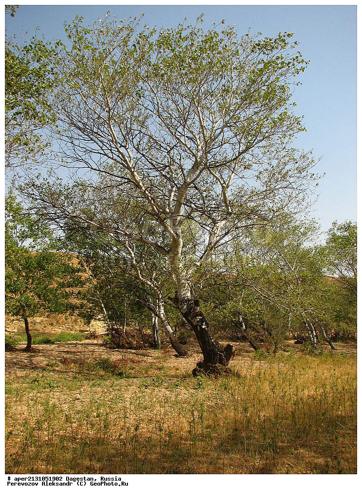 ����������� ������, ��������, ������, ������ ��������, �����, ���������� ��������, ������������ ��������, ������������ ��������, ������, �����, ������ �����, Populus alba, ��������, �������, ������ ��������, �����, ���������� ��������, ������������ ��������, ������������ ��������, ������������ ��������, ������������ ��������, ������, ����������� ��������, �����������, XYZ, ������, Salicaceae, ������ �����, ������ ��������, ������ �����, ������ �����-�����, ������ �����������, ������ �����������, Populus alba, Populus alba var. nivea, Populus bachofenii, Populus bolleana, Populus nivea, Populus pseudonivea