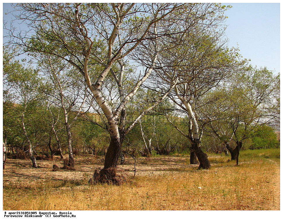 ����������� ������, ��������, ������, ������ ��������, �����, ���������� ��������, ������������ ��������, ������������ ��������, ������, �����, ������ ��������, �����, ���������� ��������, ������������ ��������, ������������ ��������, ������������ ��������, ������������ ��������, ������, ����������� ��������, �����������, XYZ, ������, Salicaceae, ������ �����, ������ ��������, ������ �����, ������ �����-�����, ������ �����������, ������ �����������, Populus alba, Populus alba var. nivea, Populus bachofenii, Populus bolleana, Populus nivea, Populus pseudonivea