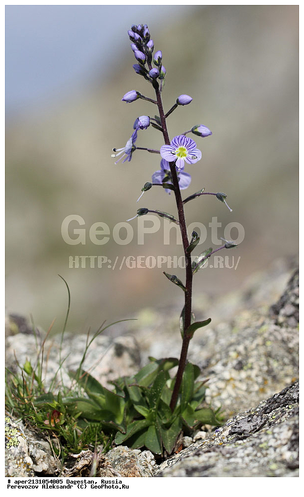 ��������, ������, ������ ��������, �����, ���������� ��������, ������������ ��������, ������������ ��������, ������, �����, ��������, ��� Veronica