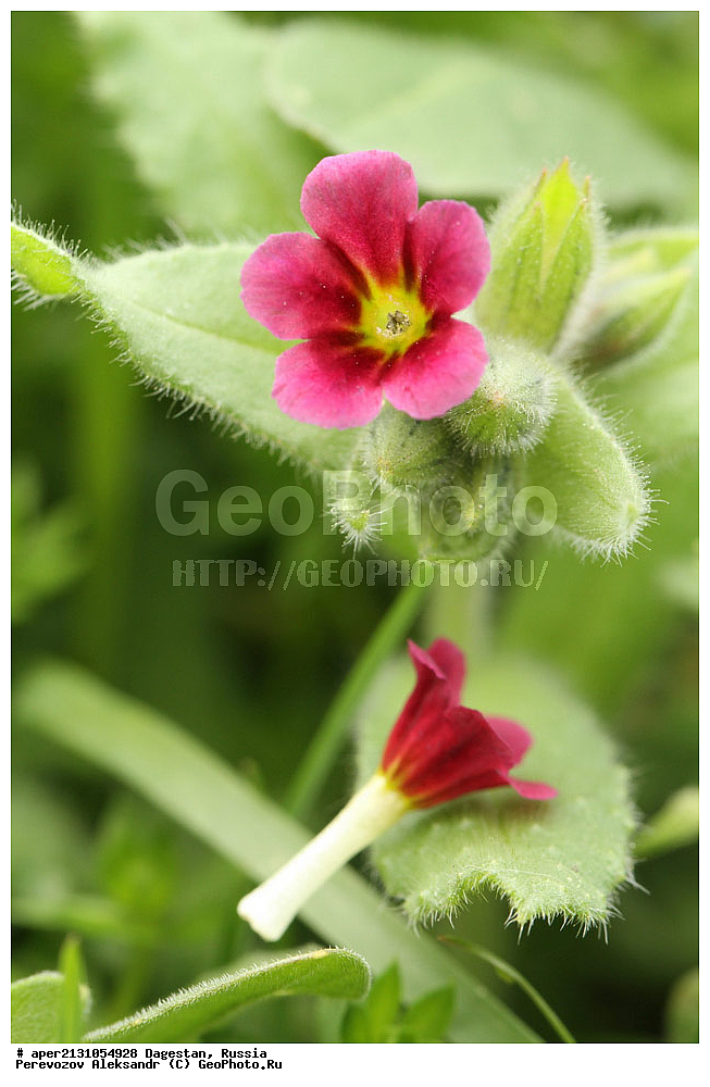 ����������� ������, ��������, ������, ������ ��������, �����, ���������� ��������, ������������ ��������, ������������ ��������, ������, �����, ����� ����������, Nonea caspica, ������ ��������, �����, ���������� ��������, ������������ ��������, ������������ ��������, ������, �����, XYZ, ������������, Boraginaceae, ������ ����������, Nonea candaharensis