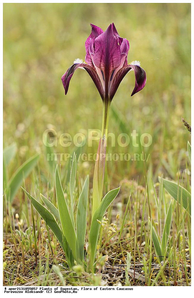  ��������, ��������, ����� ���������  �������, ��������, ������, ��������, ���� ����������, Iris pumila, ������ ��������, �����, ���������� ��������, ������������ ��������, ������������ ��������, ������, �����, ������������ ��������, ������������ ��������, ����������� ��������, �����, ����������� ��������, �����, ����������� ��������, �����������, ������������ ��������, ������������ ��������, ������������, ������������, XYZ, ��������, �����������, Iridaceae, ���� ����������, ���� ��������, ���� ������, ������� ����������, ������� ��������, ������� ������, ������� �������, Iris pumila, Iris aequiloba