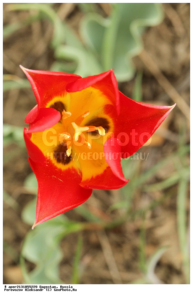 ����������� ������, ��������, ������, ������ ��������, �����, ���������� ��������, ������������ ��������, ������������ ��������, ������, �����, ������� ������� (Tulipa gesneriana) , ��������, �������, ������� ������� (Tulipa gesneriana) , ��������, �������, Tulipa suaveolens, Tulipa gesneriana var. minor, Tulipa gesneriana ssp. schrenkii, ������ ��������, �����, ���������� ��������, ������������ ��������, ������������ ��������, ������, �����, ������������ ��������, ������������ ��������, ����������� ��������, �����, ����������� ��������, �����, ����������� ��������, �����������, ������������ ��������, ������������ ��������, ������������, ������������, ���������� ��������, ���������� ��������, ��������, XYZ, ��������, Liliaceae, ������� �������, ������� ��������, ������� ������, Tulipa gesneriana