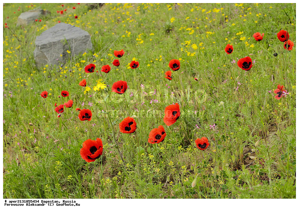 ����������� ������, ��������, ������, ������ ��������, �����, ���������� ��������, ������������ ��������, ������������ ��������, ������, �����, ��� ���������, Papaver rhoeas, ��������, �������, �����, ��������, ������������ ��������, ������������ ��������, ����������� ��������, �����, ����������� ��������, �����, ����������� ��������, �����������, ������������ ��������, ������������ ��������, ������������, ������������, XYZ, �������, Papaveraceae, ��� ���������, ���-���������, ��� �������, ��� �������, �����, Papaver rhoeas