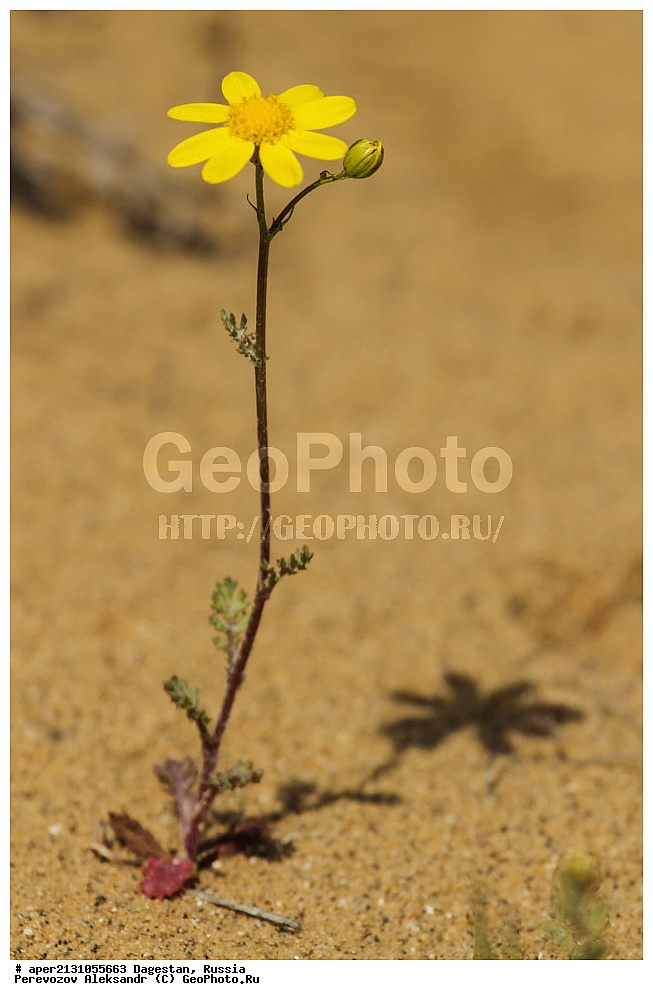 ����������� ������, ��������, ������, ������ ��������, �����, ���������� ��������, ������������ ��������, ������������ ��������, ������, �����