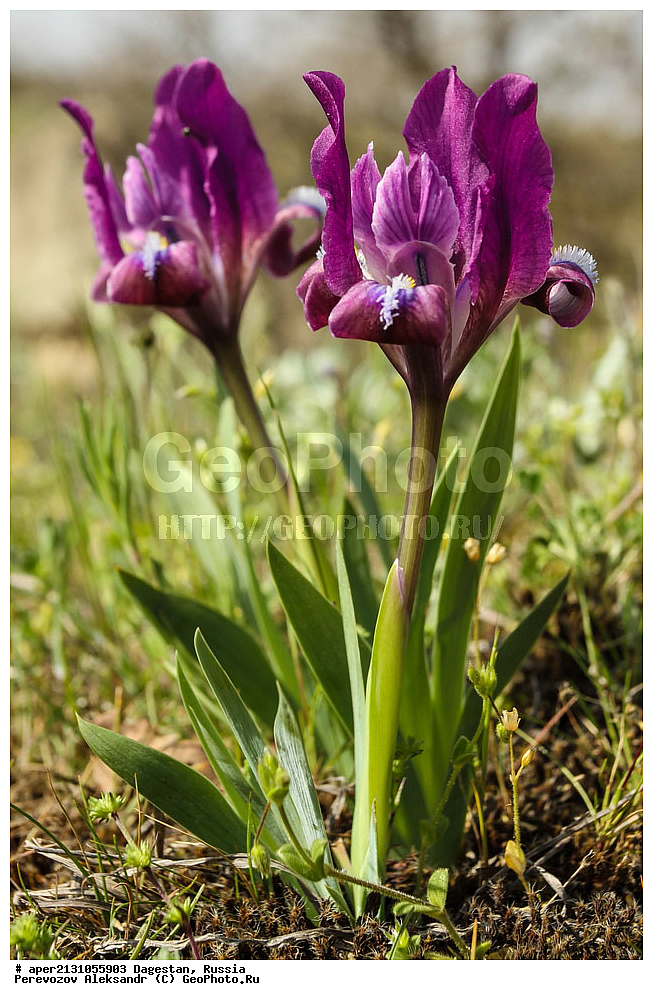 ����������� ������, ��������, ������, ������ ��������, �����, ���������� ��������, ������������ ��������, ������������ ��������, ������, �����, ���� ����������, Iris pumila, ������������ ��������, ������������ ��������, ����������� ��������, �����, ����������� ��������, �����, ����������� ��������, �����������, ������������ ��������, ������������ ��������, ������������, ������������, XYZ, ��������, �����������, Iridaceae, ���� ����������, ���� ��������, ���� ������, ������� ����������, ������� ��������, ������� ������, ������� �������, Iris pumila, Iris aequiloba