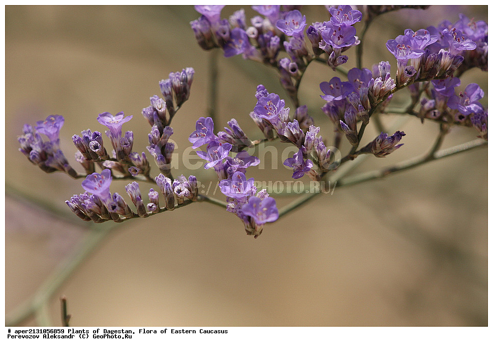  ��������, ��������, ����� ���������  �������, ��������, ������, ��������, ������, Limonium sp.