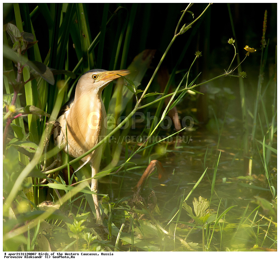 ����� ��������� �������, ������, ������������� ����, ��������, ��������, �����, �����, ��������, �����������, XYZ, ��������, Ardeidae, ����� ����, ������, Ixobrychus minutus