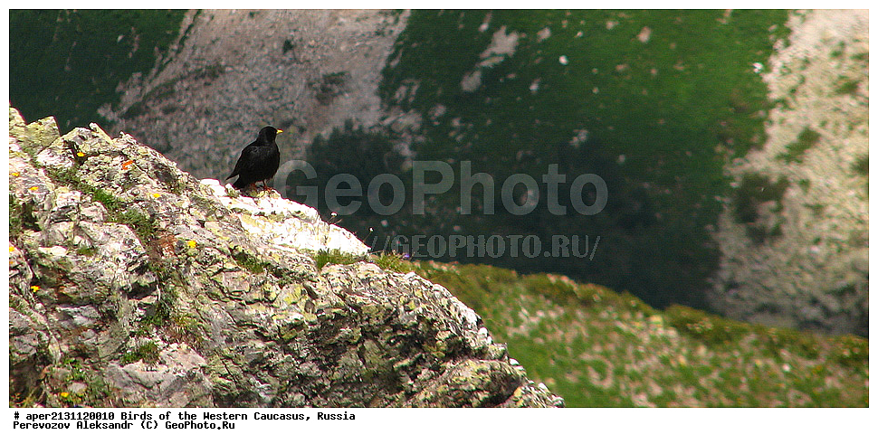 ����� ��������� �������, ������, ������������� ����, ���������� ����� , Pyrrhocorax graculus, ��������, ��������, �����, �����, ��������, �����������, XYZ, ��������, ���������, Corvidae
