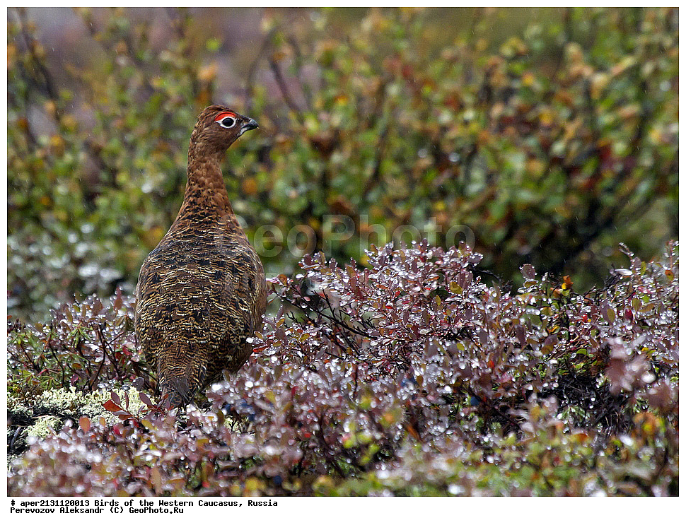 ����� ��������� �������, ������, ������������� ����, ����� ��������� , Lagopus lagopus, ��������, �����, ��������, ��������, ��������, �����������, �����, �����, XYZ, �����������, Tetraonidae, ����� ���������,  Lagopus lagopus