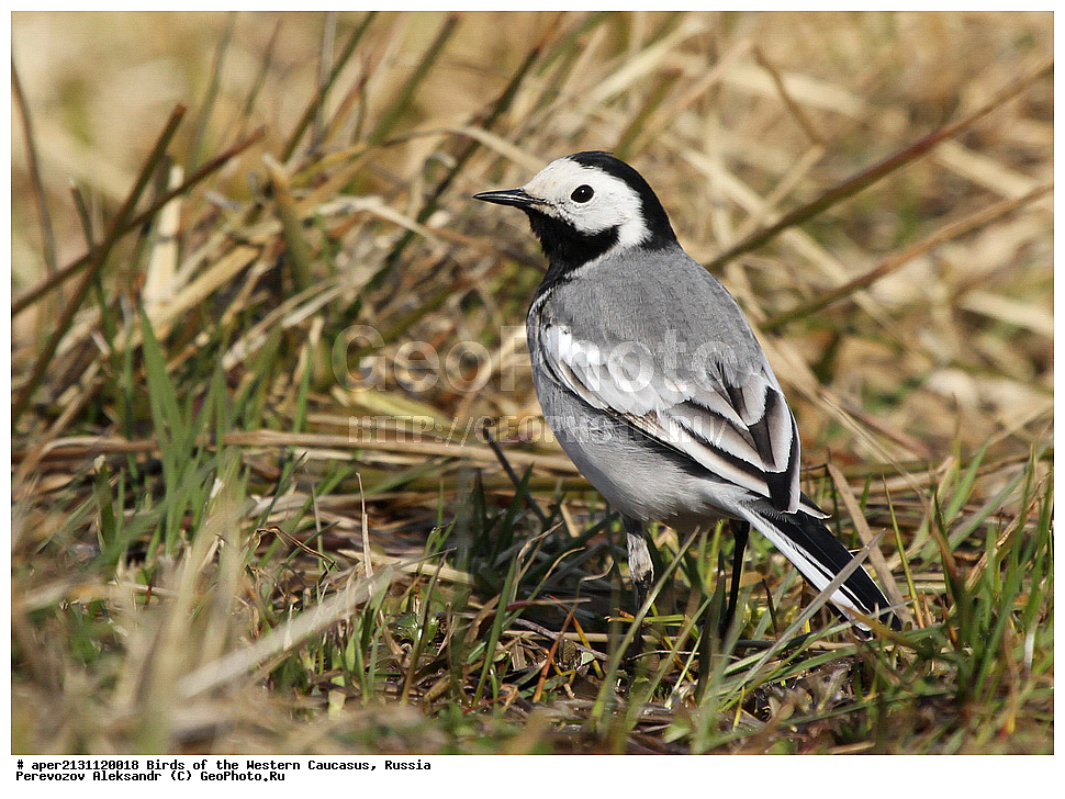 ����� ��������� �������, ������, ������������� ����, ����� ���������� , Motacilla alba, �����, �����, XYZ, �������������, Motacillidae