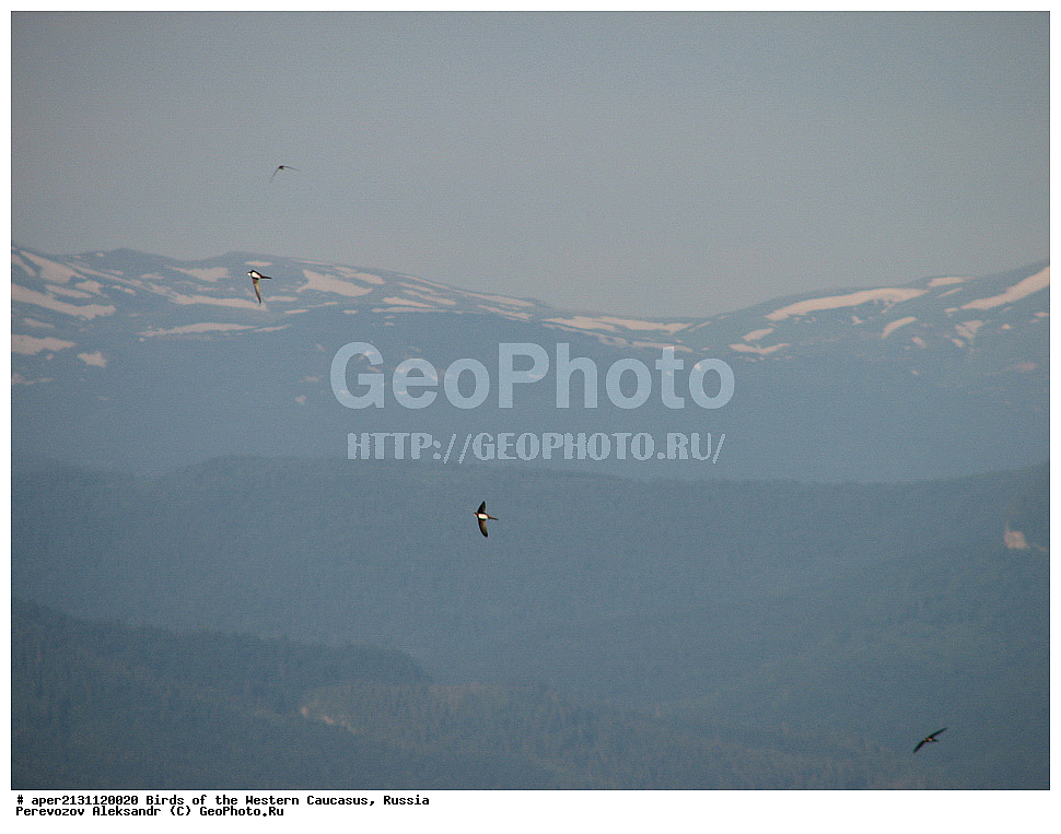 ����� ��������� �������, ������, ������������� ����, ���������� ����� , Apus melba, ��������, ��������, �����, �����, ��������, �����������, XYZ, ��������� ������, Apodidae, ���������� �����, Tachymarptis melba