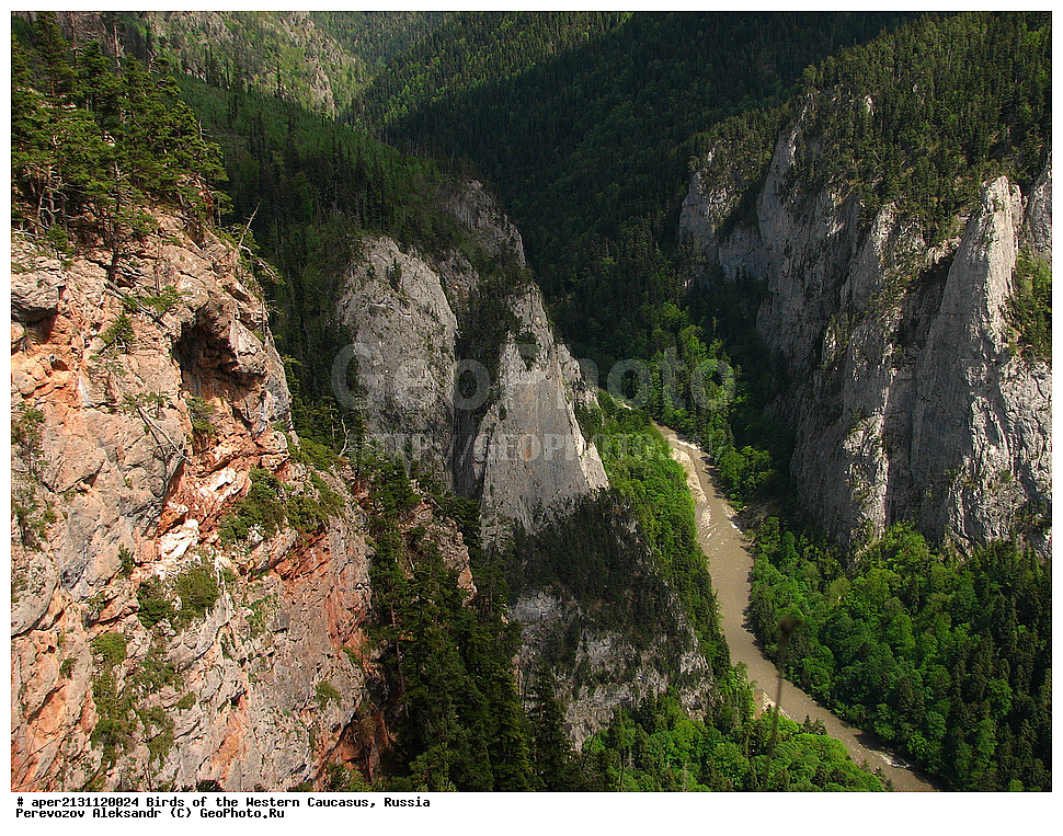 ����� ��������� �������, ������, ������������� ����, ����������� ��� , Gyps fulvus, ��������, ��������, �����, �����, ��������, �����������, ������ �����, ������ �����, XYZ, ����������, Accipitridae