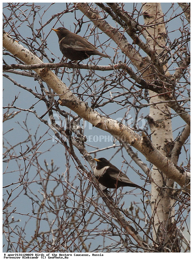 ����� ��������� �������, ������, ������������� ����, ��������� ����� , Turdus torquatus, �����, �����, XYZ, ���������, Turdidae