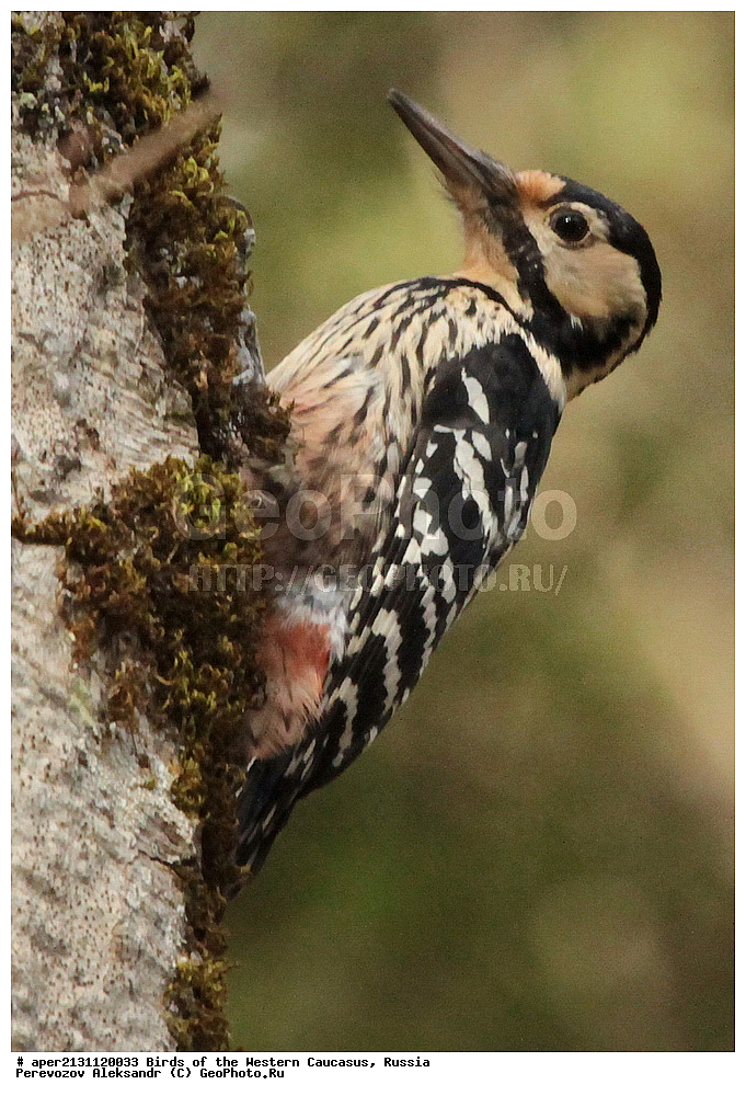 ����� ��������� �������, ������, ������������� ����, ����������� ����� , Dendrocopos leucotos, ��������, ��������, �����, �����, ��������, �����������, XYZ, ��������, �����, ��������� ��������, Picidae