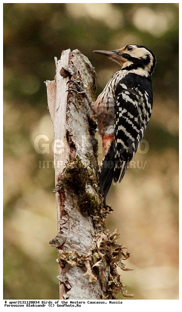 ����� ��������� �������, ������, ������������� ����, ����������� ����� , Dendrocopos leucotos, ��������, ��������, �����, �����, ��������, �����������, XYZ, ��������, �����, ��������� ��������, Picidae