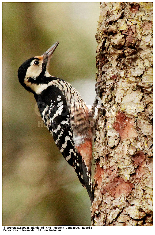 ����� ��������� �������, ������, ������������� ����, ����������� ����� , Dendrocopos leucotos, ��������, ��������, �����, �����, ��������, �����������, XYZ, ��������, �����, ��������� ��������, Picidae