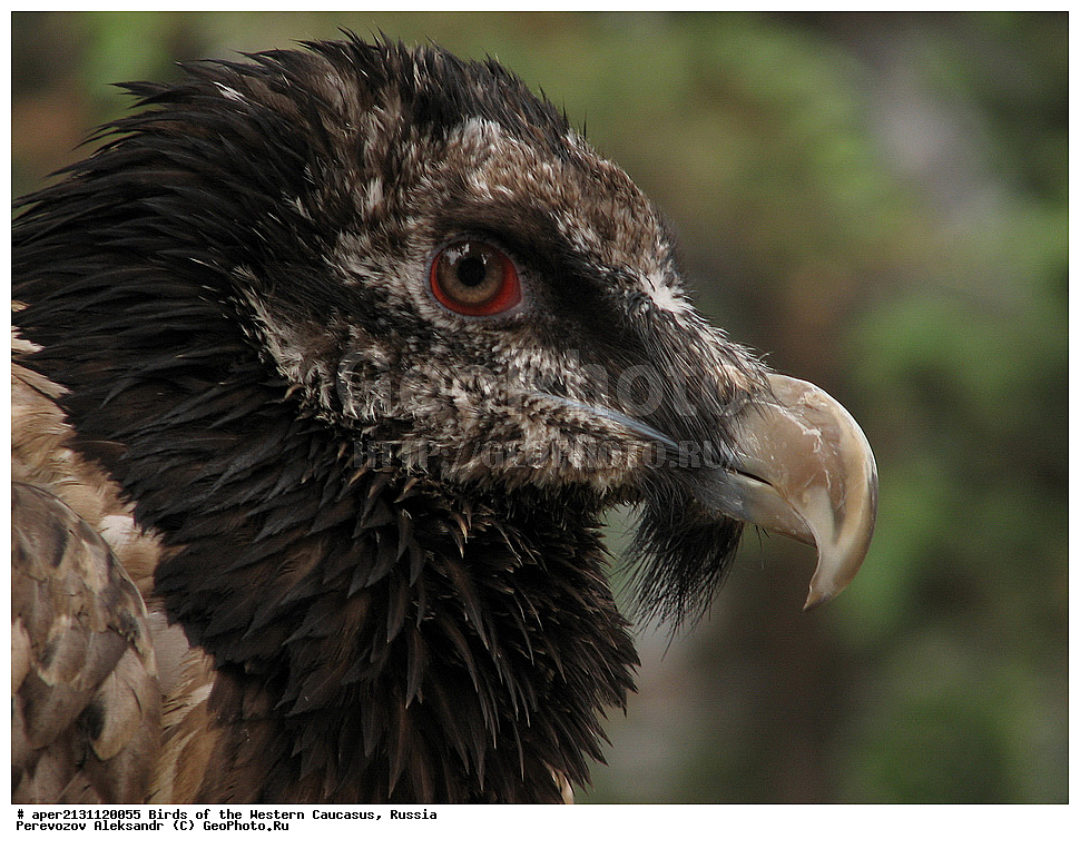 ����� ��������� �������, ������, ������������� ����, ������� , Gypaetus barbatus, ��������, ��������, �����, �����, ��������, �����������, ������ �����, ������ �����, XYZ, ����������, Accipitridae, ��������