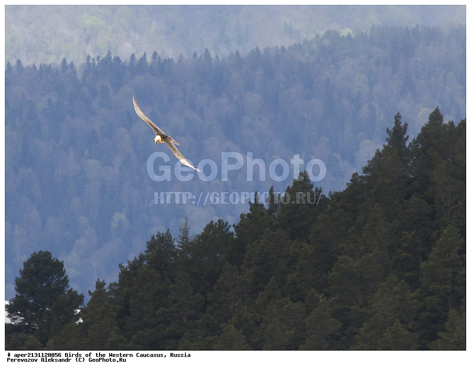����� ��������� �������, ������, ������������� ����, ������� , Gypaetus barbatus, ��������, ��������, �����, �����, ��������, �����������, ������ �����, ������ �����, XYZ, ����������, Accipitridae, ��������