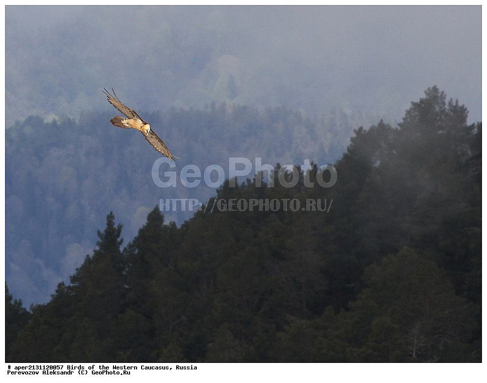 ����� ��������� �������, ������, ������������� ����, ������� , Gypaetus barbatus, ��������, ��������, �����, �����, ��������, �����������, ������ �����, ������ �����, XYZ, ����������, Accipitridae, ��������