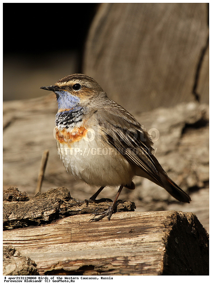 ����� ��������� �������, ������, ������������� ����, ��������� , Luscinia svecica, ��������, ��������, �����, �����, ��������, �����������, XYZ, ������������, Muscicapidae