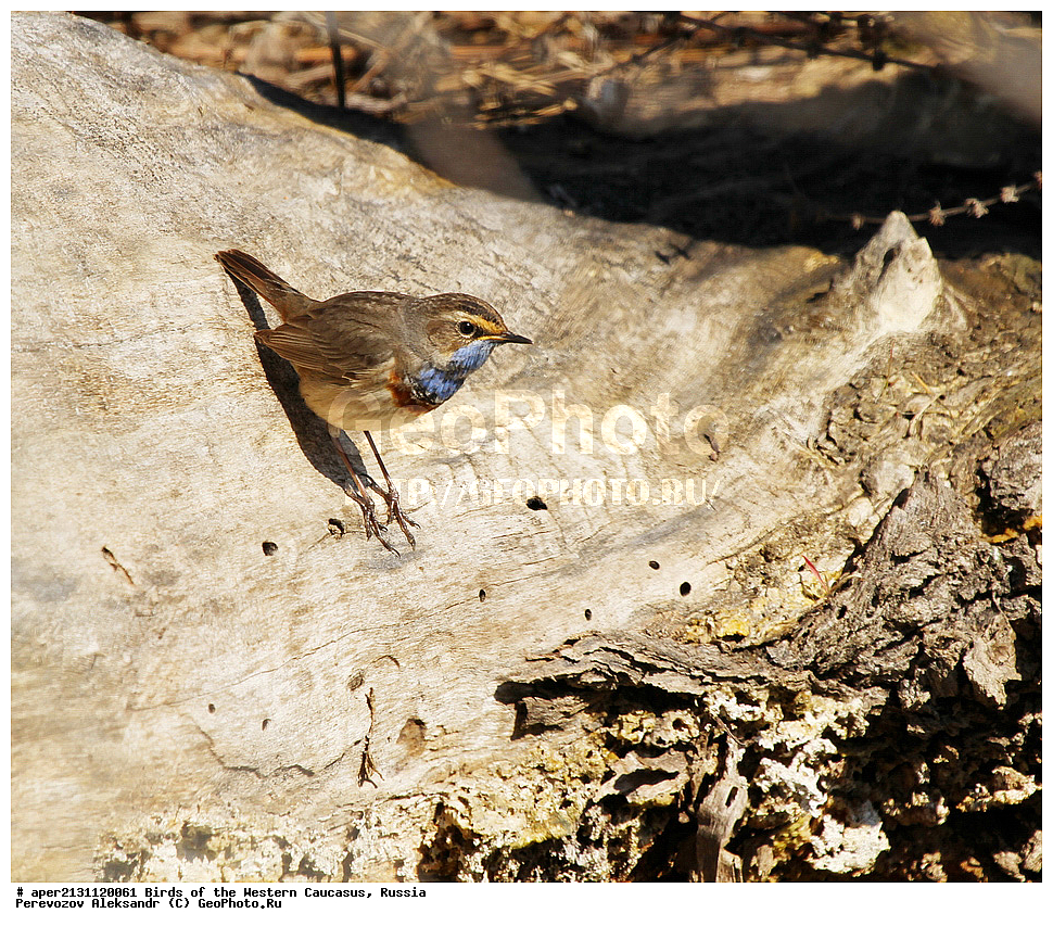 ����� ��������� �������, ������, ������������� ����, ��������� , Luscinia svecica, ��������, ��������, �����, �����, ��������, �����������, XYZ, ������������, Muscicapidae
