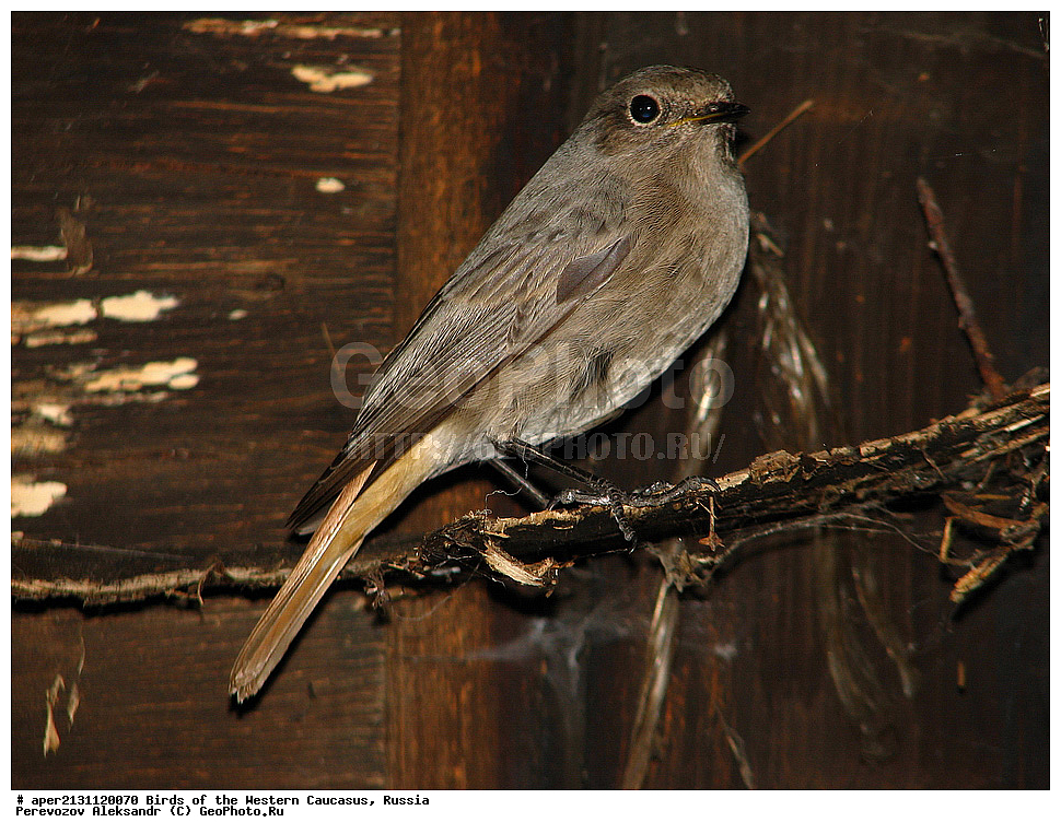 ����� ��������� �������, ������, ������������� ����, �����������-�������� , Phoenicurus ochruros, ��������, ��������, �����, �����, ��������, �����������, XYZ, ������������, Muscicapidae