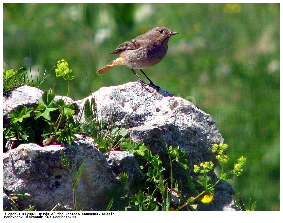 ����� ��������� �������, ������, ������������� ����, �����������-�������� , Phoenicurus ochruros, ��������, ��������, �����, �����, ��������, �����������, XYZ, ������������, Muscicapidae