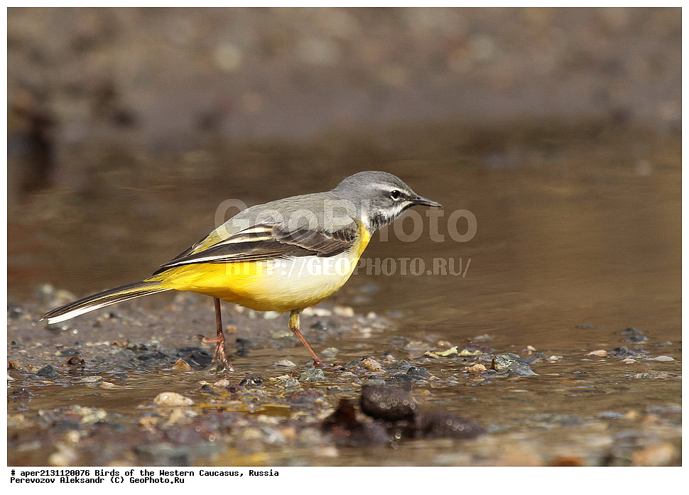 ����� ��������� �������, ������, ������������� ����, ������ ���������� , Motacilla cinerea, �����, �����, XYZ, �������������, Motacillidae