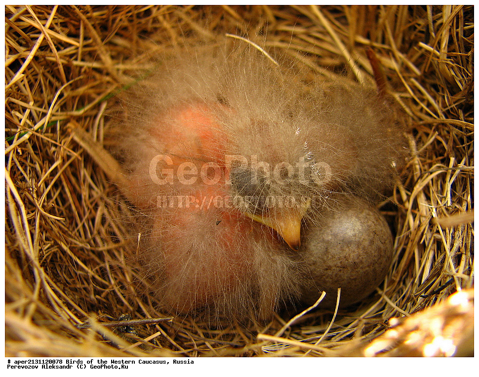 ����� ��������� �������, ������, ������������� ����, ������ ����� , Anthus spinoletta, ��������, ��������, �����, �����, ��������, �����������, XYZ, �������������, Motacillidae, ������ �����, ��������� �����, ��������� �����