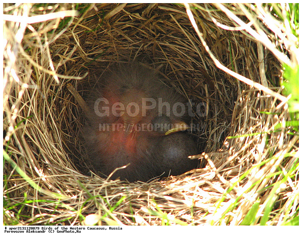 ����� ��������� �������, ������, ������������� ����, ������ ����� , Anthus spinoletta, ��������, ��������, �����, �����, ��������, �����������, XYZ, �������������, Motacillidae, ������ �����, ��������� �����, ��������� �����