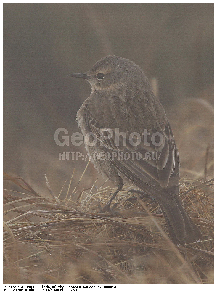 ����� ��������� �������, ������, ������������� ����, ������ ����� , Anthus spinoletta, ��������, ��������, �����, �����, ��������, �����������, XYZ, �������������, Motacillidae, ������ �����, ��������� �����, ��������� �����