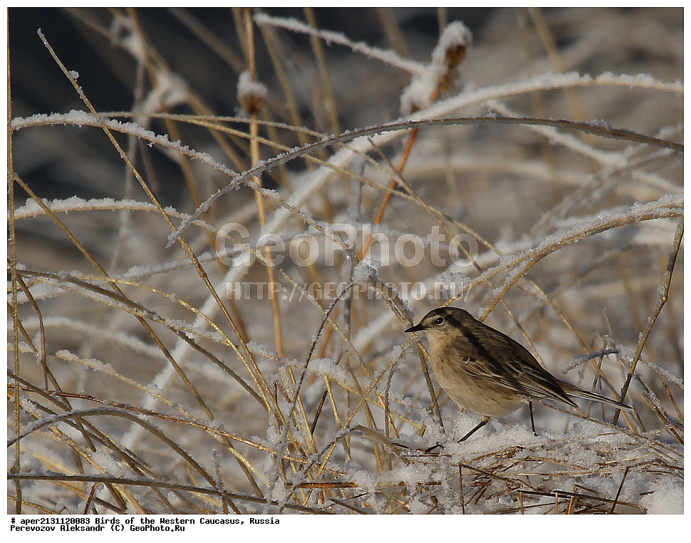 ����� ��������� �������, ������, ������������� ����, ������ ����� , Anthus spinoletta, ��������, ��������, �����, �����, ��������, �����������, XYZ, �������������, Motacillidae, ������ �����, ��������� �����, ��������� �����