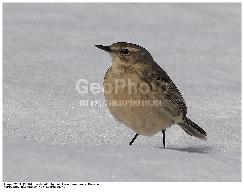����� ��������� �������, ������, ������������� ����, ������ ����� , Anthus spinoletta, ��������, ��������, �����, �����, ��������, �����������, XYZ, �������������, Motacillidae, ������ �����, ��������� �����, ��������� �����