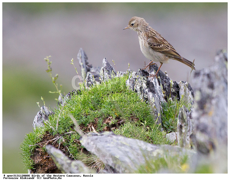 ����� ��������� �������, ������, ������������� ����, ������ ����� , Anthus spinoletta, ��������, ��������, �����, �����, ��������, �����������, XYZ, �������������, Motacillidae, ������ �����, ��������� �����, ��������� �����