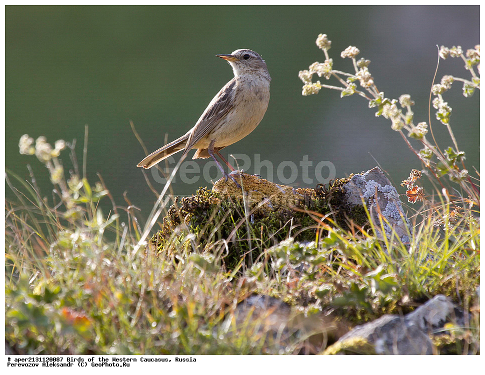 ����� ��������� �������, ������, ������������� ����, ������ ����� , Anthus spinoletta, ��������, ��������, �����, �����, ��������, �����������, XYZ, �������������, Motacillidae, ������ �����, ��������� �����, ��������� �����