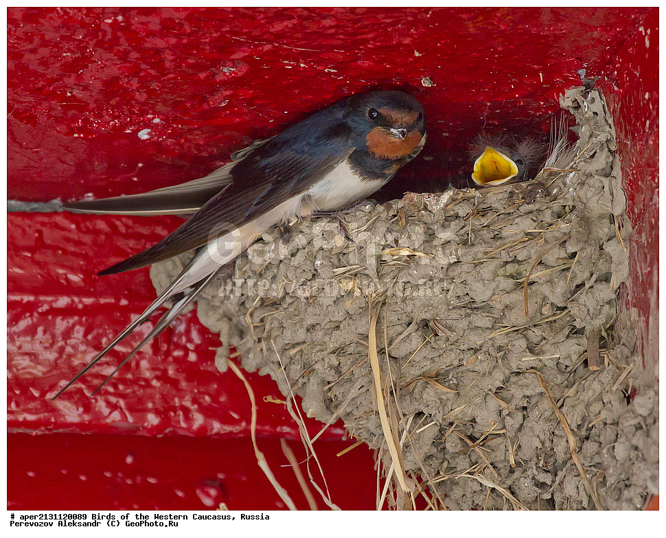����� ��������� �������, ������, ������������� ����, ����������� �������� , Hirundo rustica, ��������, ��������, �����, �����, ��������, �����������, XYZ, �����������, Hirundinidae, ��������-�������