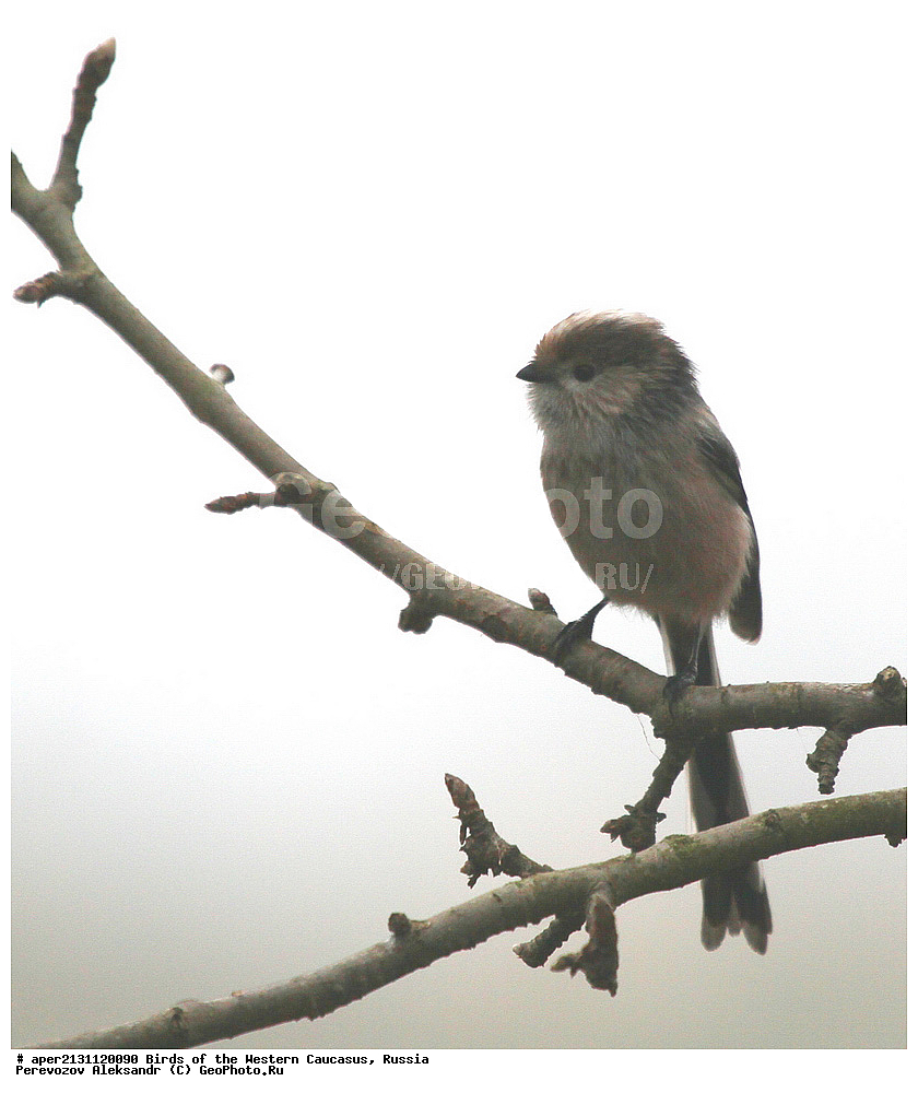 ����� ��������� �������, ������, ������������� ����, ������������� ������ , Aegithalos caudatus, ��������, ��������, �����, �����, ��������, �����������, XYZ, ������������� ������, ����������, Aegithalidae, ���������, ����������, ����������� 