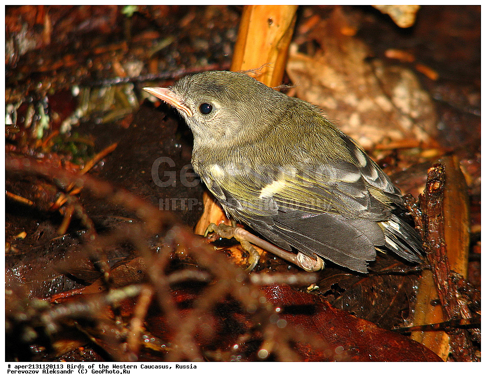 ����� ��������� �������, ������, ������������� ����, ������������ ������� , Regulus regulus, ��������, ��������, �����, �����, ��������, �����������, XYZ, �����������, Regulidae, ������������ ������
