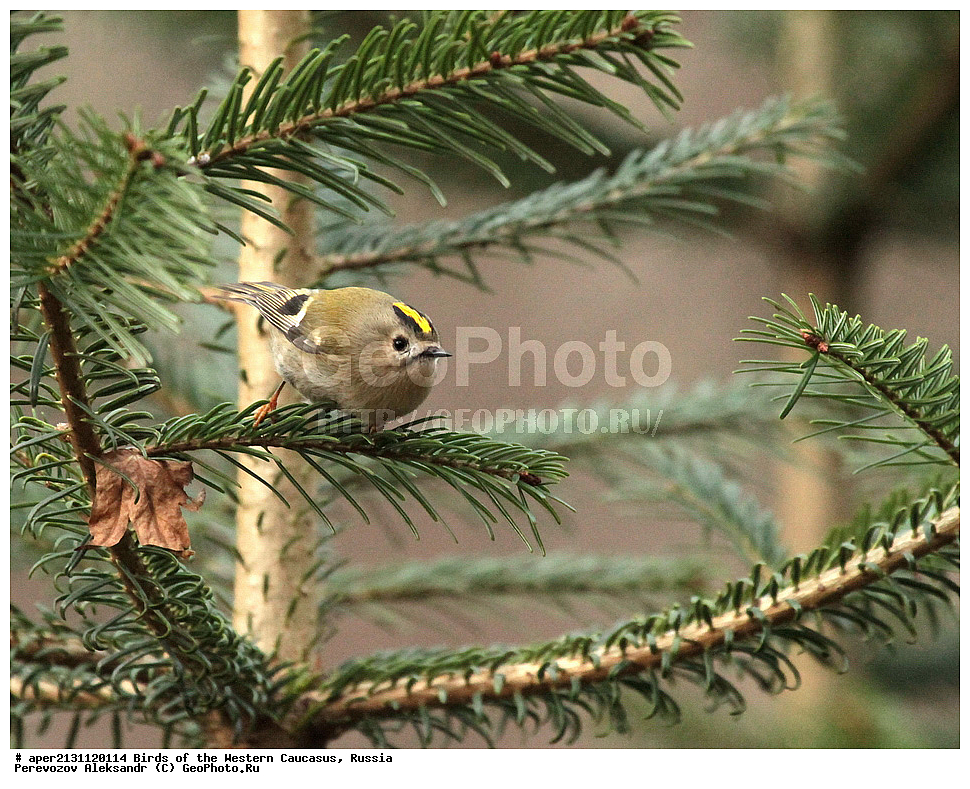 ����� ��������� �������, ������, ������������� ����, ������������ ������� , Regulus regulus, ��������, ��������, �����, �����, ��������, �����������, XYZ, �����������, Regulidae, ������������ ������