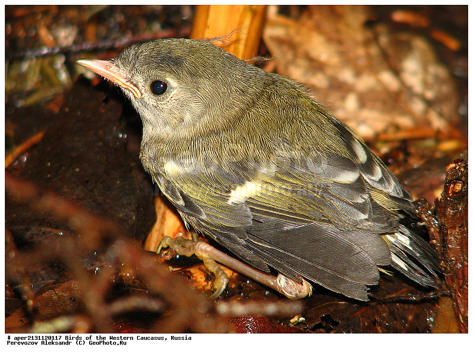 ����� ��������� �������, ������, ������������� ����, ������������ ������� , Regulus regulus, ��������, ��������, �����, �����, ��������, �����������, XYZ, �����������, Regulidae, ������������ ������