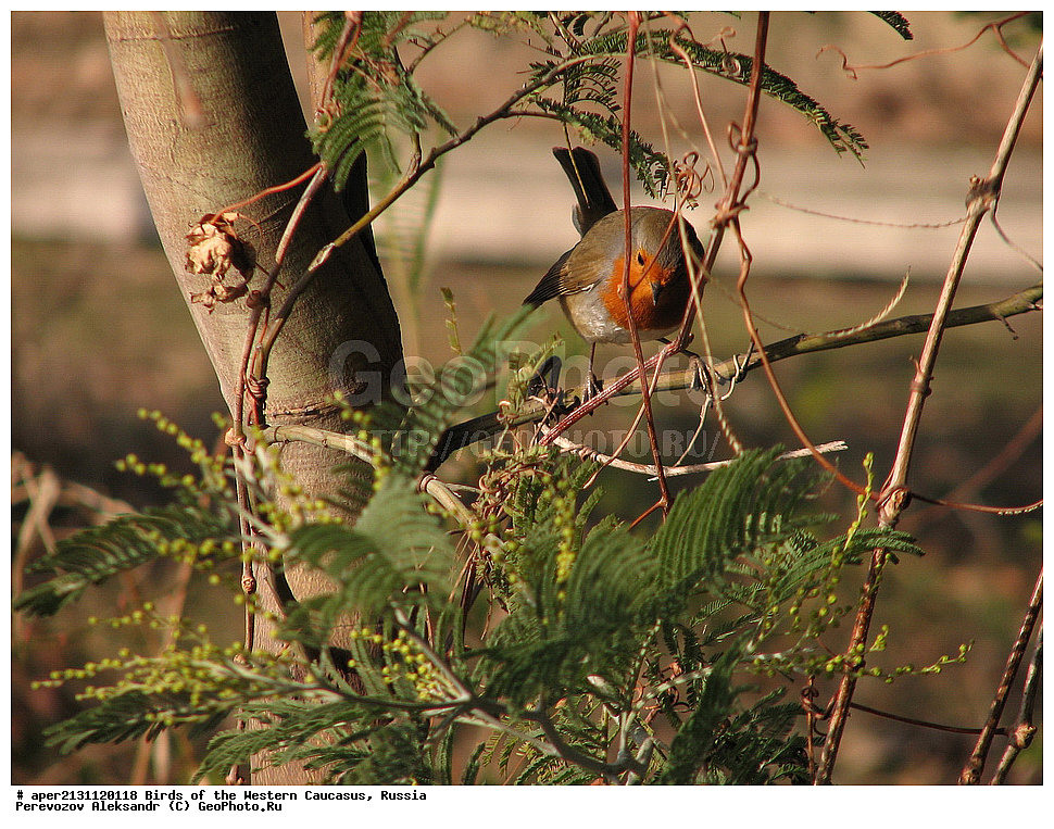 ����� ��������� �������, ������, ������������� ����, ������� , Erythacus rubecula, ��������, ��������, �����, �����, ��������, �����������, XYZ, ������������, Muscicapidae